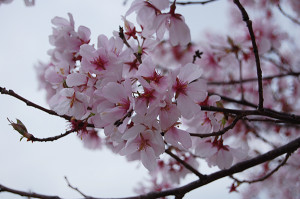 狭山池博物館の桜