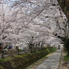2010春・桜