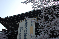 2011春・京都の桜
